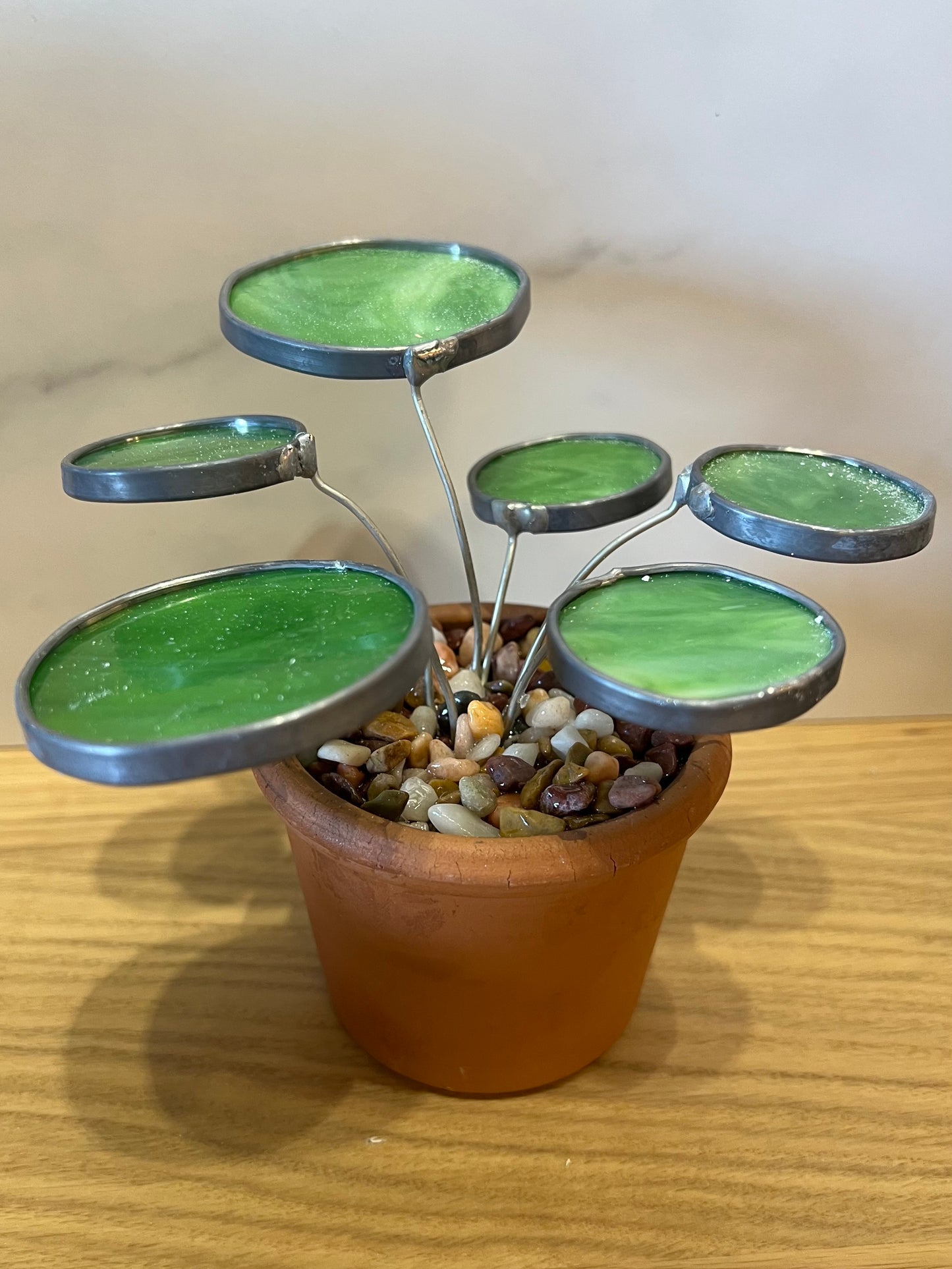 Peperomia stained glass potted plant