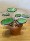 Peperomia stained glass potted plant