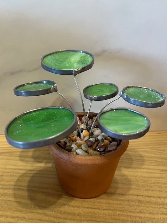 Peperomia stained glass potted plant