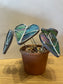 Alocasia stained glass potted plant