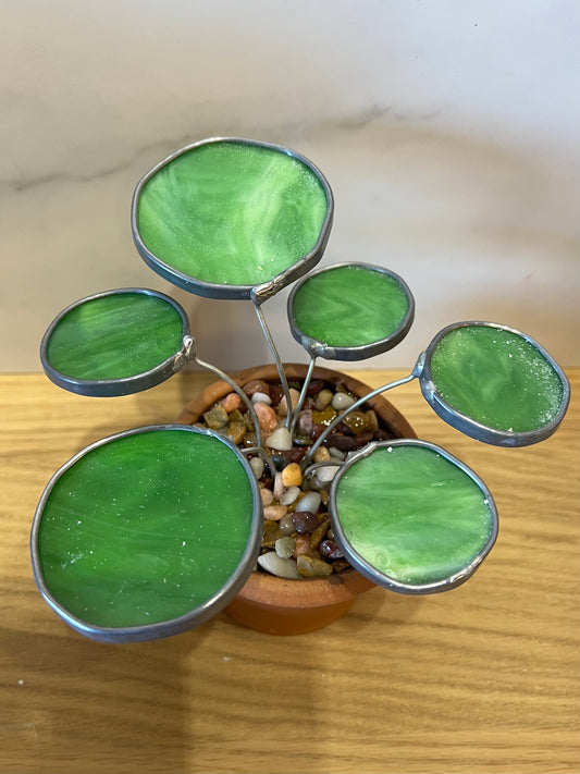 Peperomia stained glass potted plant